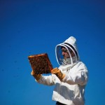 by: CHRISTOPHER ONSTOTT - Beekeeper Damian Magista transfers a new hive of bees to the rooftop of the New Seasons Market in Happy Valley. The Portland grocery chain is educating customers about the vital role that bees play in the food chain.