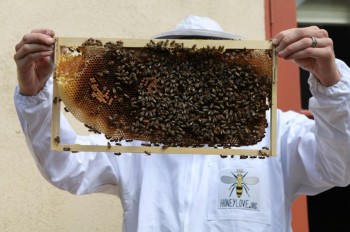 Rescued Bees