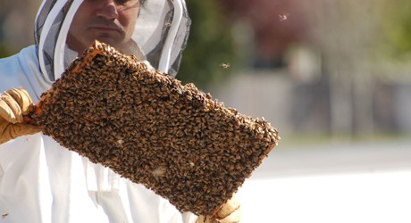 UrbanBeePortlandArticle