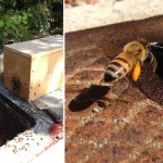 beerescue0613