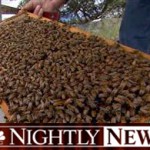 NBC bee shortage